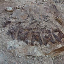 Vertebrae from the back of a juvenile Diplodocus seen on Dinosaur Hill